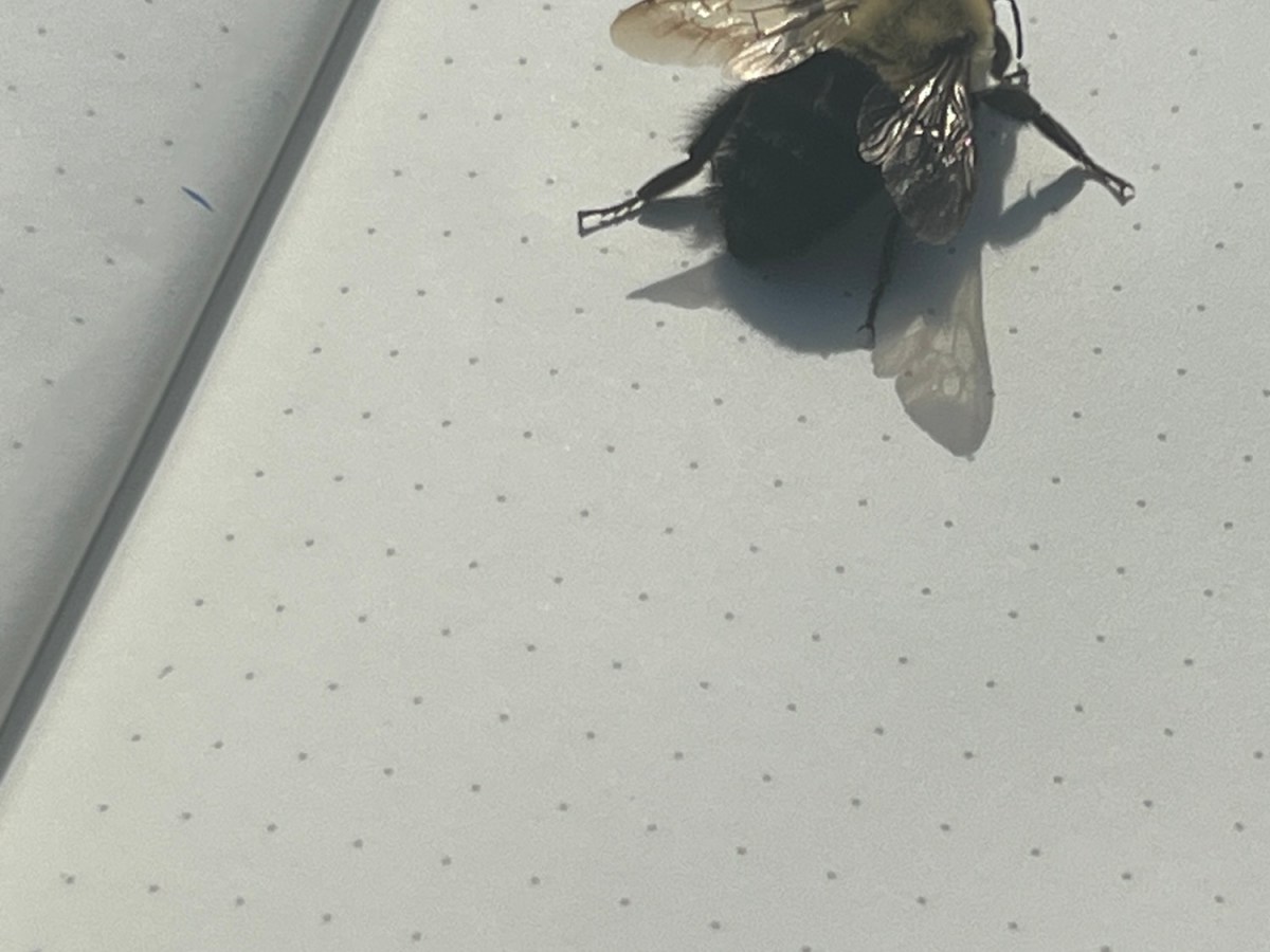 Landing of the&nbsp;Bumblebee