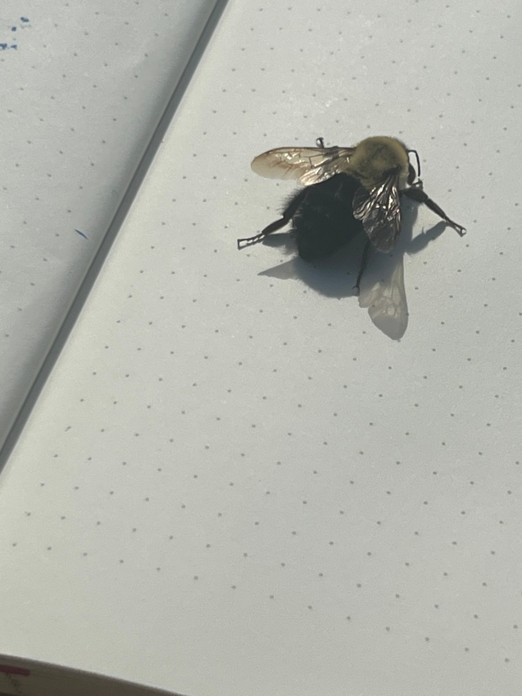 Landing of the&nbsp;Bumblebee